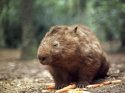 common-wombat_506_600x450.jpg