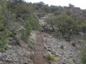 cowtown_singletrack.jpg