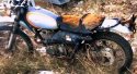 110232_1231_roach2.jpg