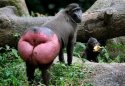 MonkeyButt.jpg