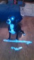 dog ate route.JPG