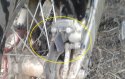 Brake pad comes out 2 20171018_173142.jpg