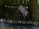 Pig_ktm.JPG