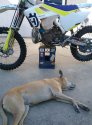 Husky with Dag.jpg