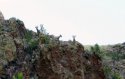 MtnGoats.jpg