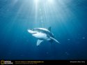 great-white-shark.jpg