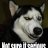 huskyonahusky